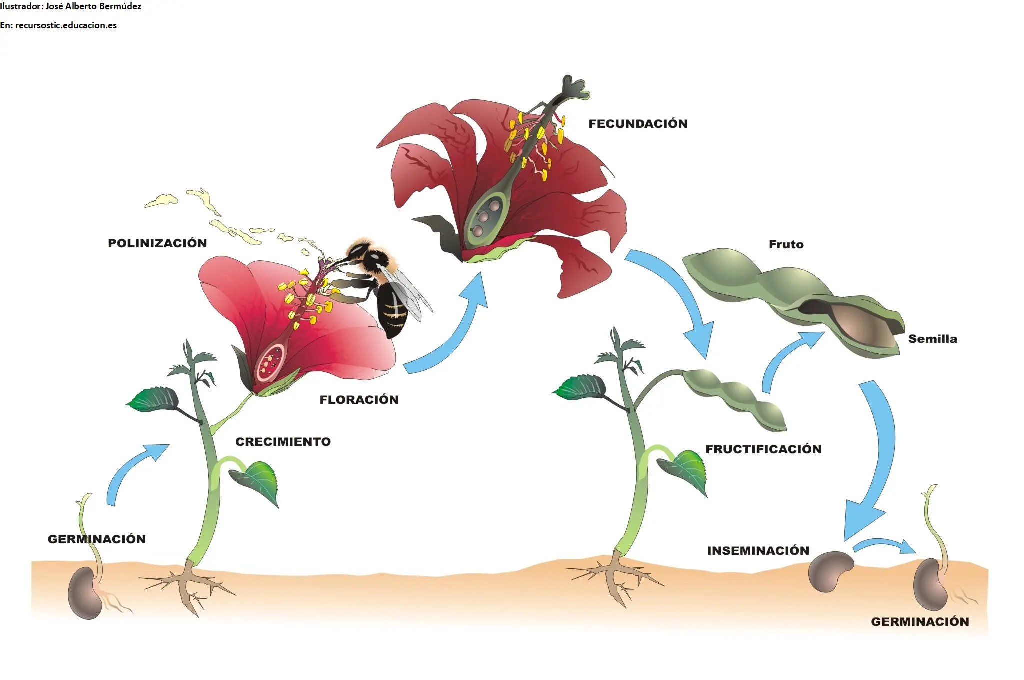 ciclo de vida de la planta con flor - Cómo comienza el ciclo de vida de una planta