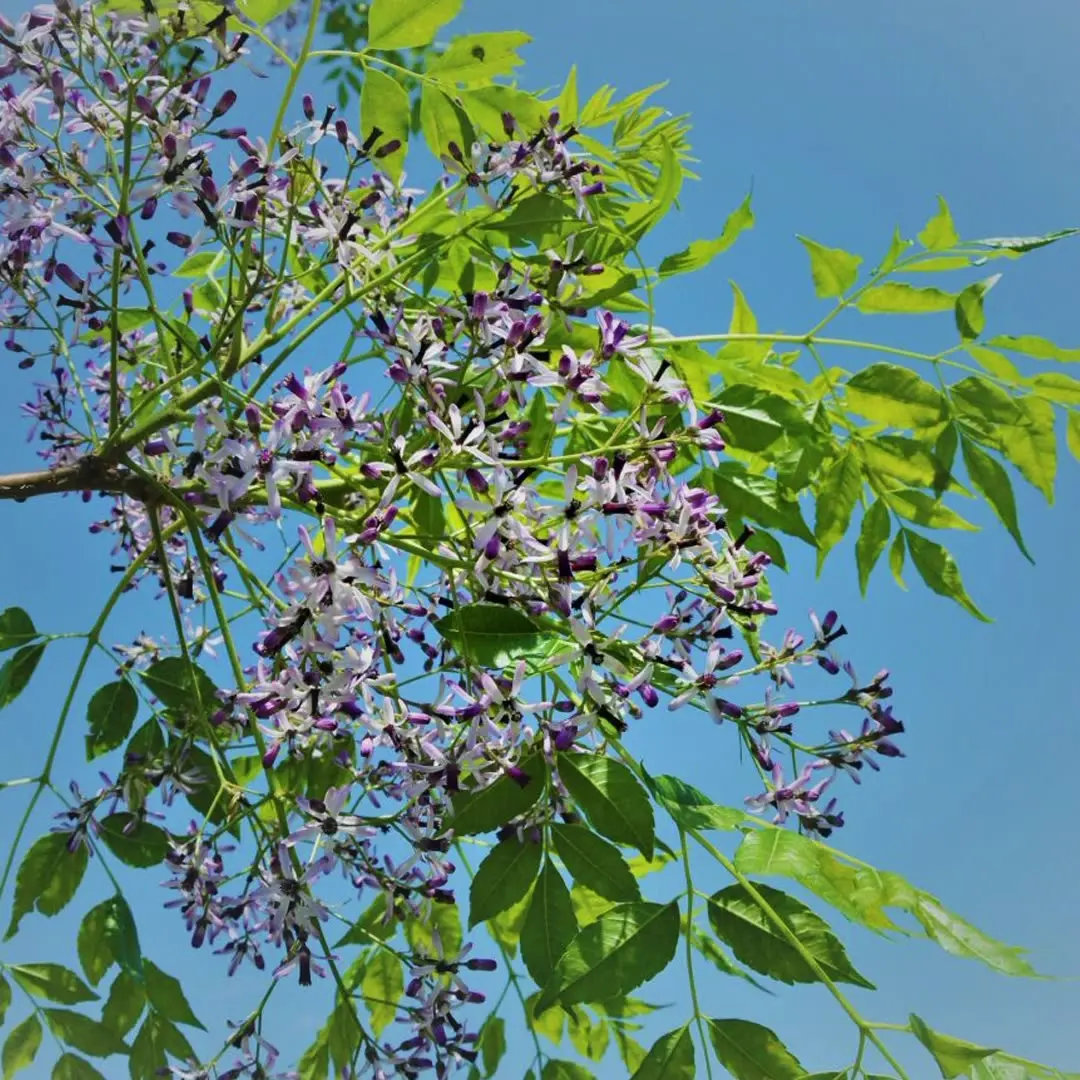arbol de flores lilas - Cómo es el árbol de la lila