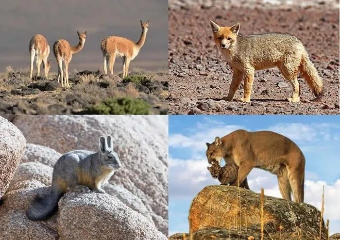 flora y fauna de cuyo - Cómo es el clima en El Cuyo