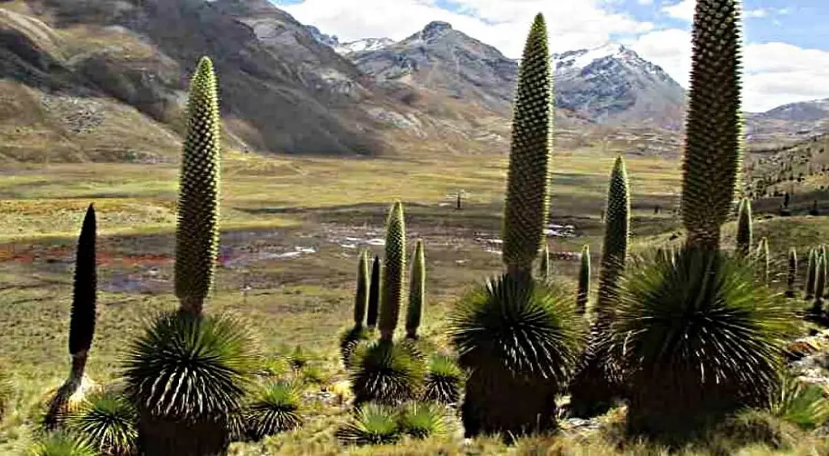 ecorregion de la puna flora y fauna - Cómo es el ecosistema en la Puna