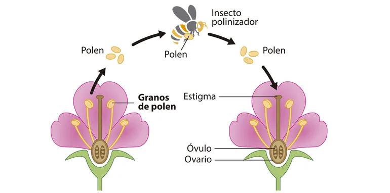 la reproduccion en las plantas con flores - Cómo es el proceso de la reproducción de las plantas