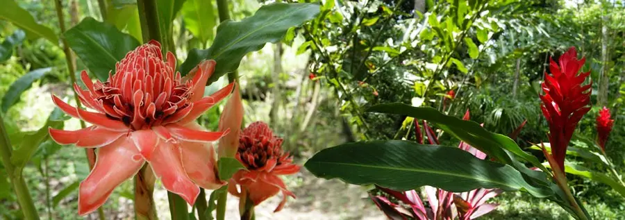 flora de la selva alta - Cómo es el suelo de la selva alta