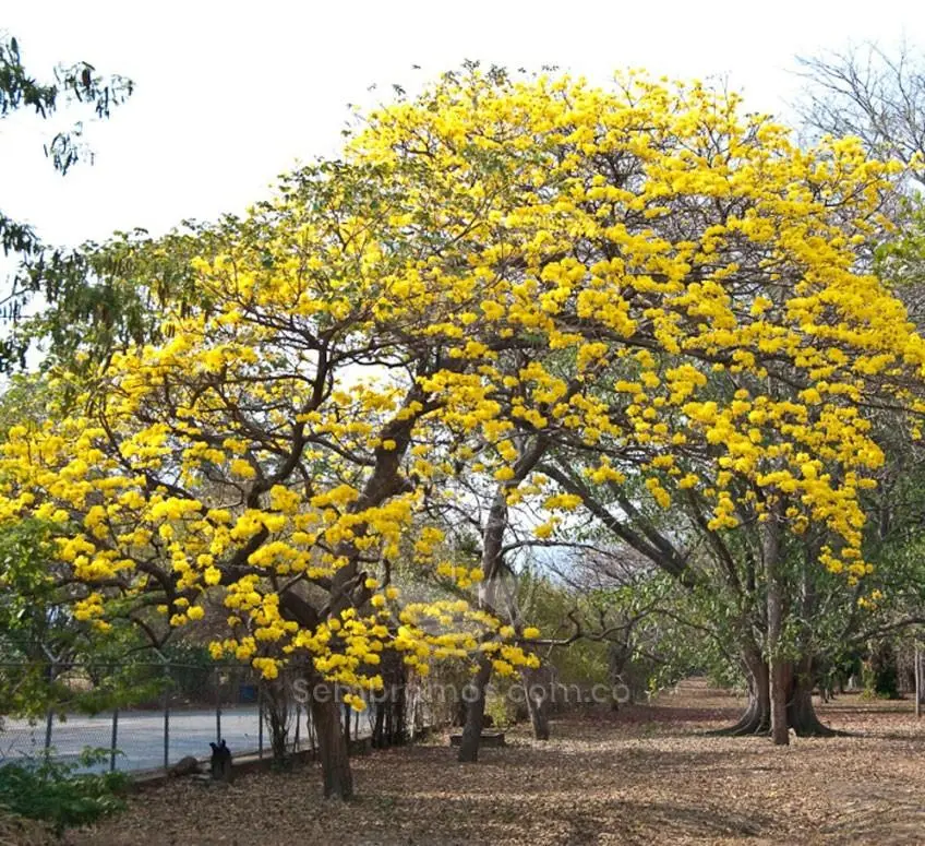 flor de guayacán amarillo - Cómo es la flor del guayacán amarillo