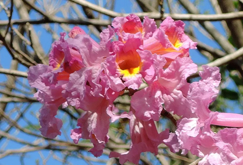 flor de lapacho rosado - Cómo es la flor del lapacho rosado