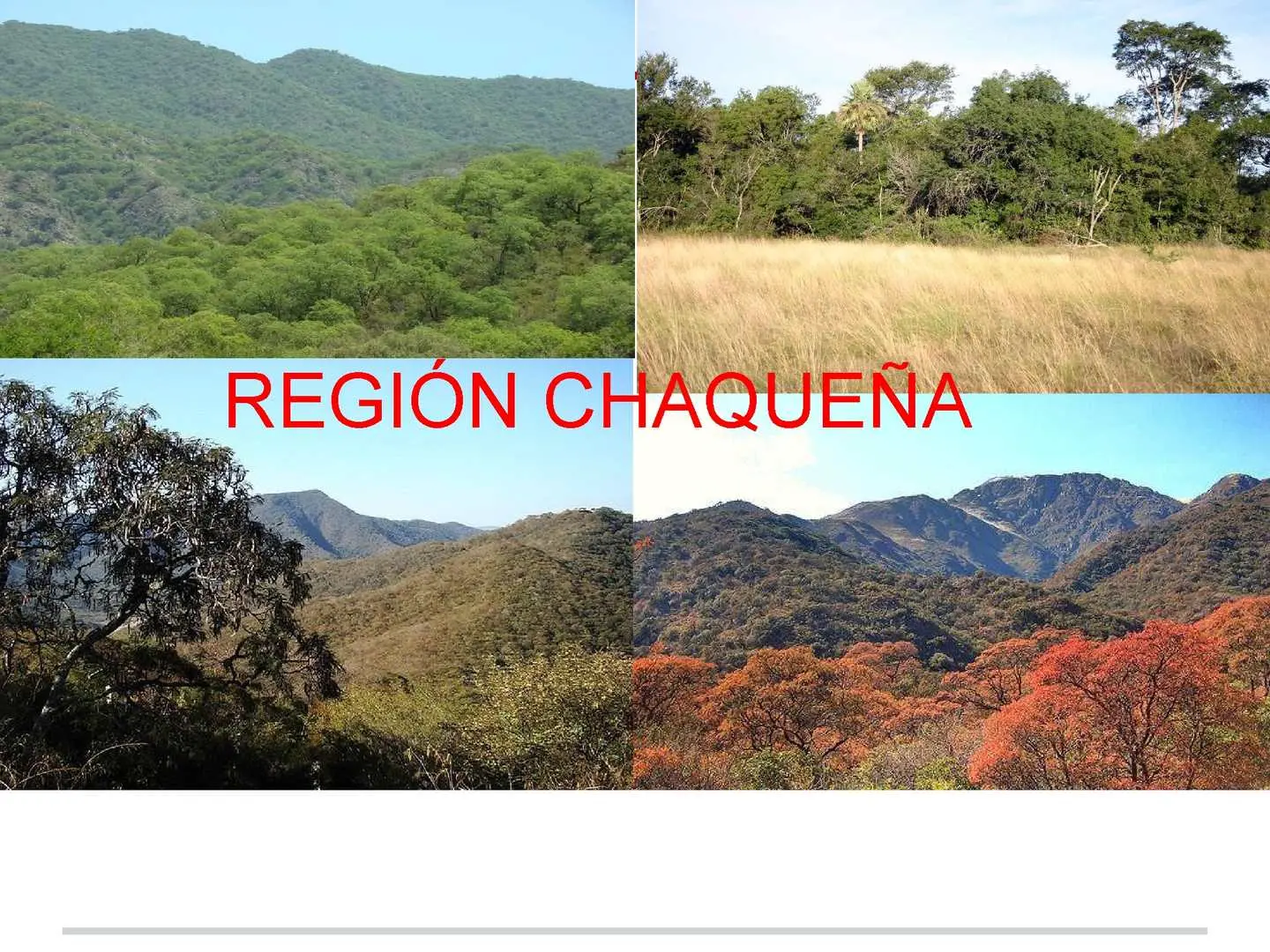 flora de la region chaqueña - Cómo es la flora del Chaco