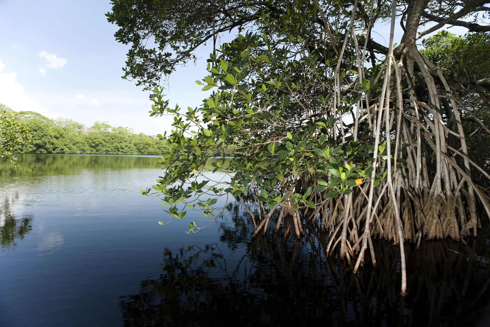 flora y fauna de agua dulce veracruz - Cómo es la flora y fauna de Veracruz