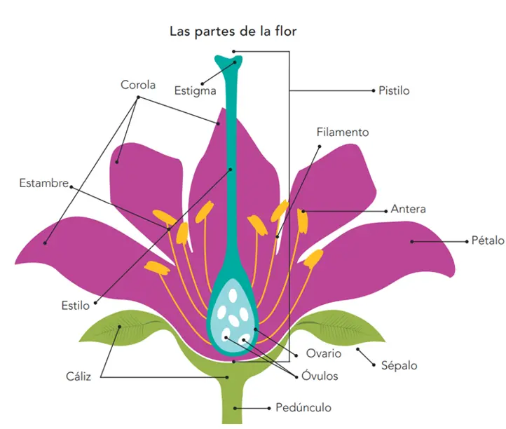 cómo se reproducen las plantas con flores - Cómo es la reproducción de las plantas con flores