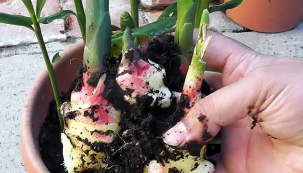 planta de jengibre flor - Cómo hacer que brote el jengibre