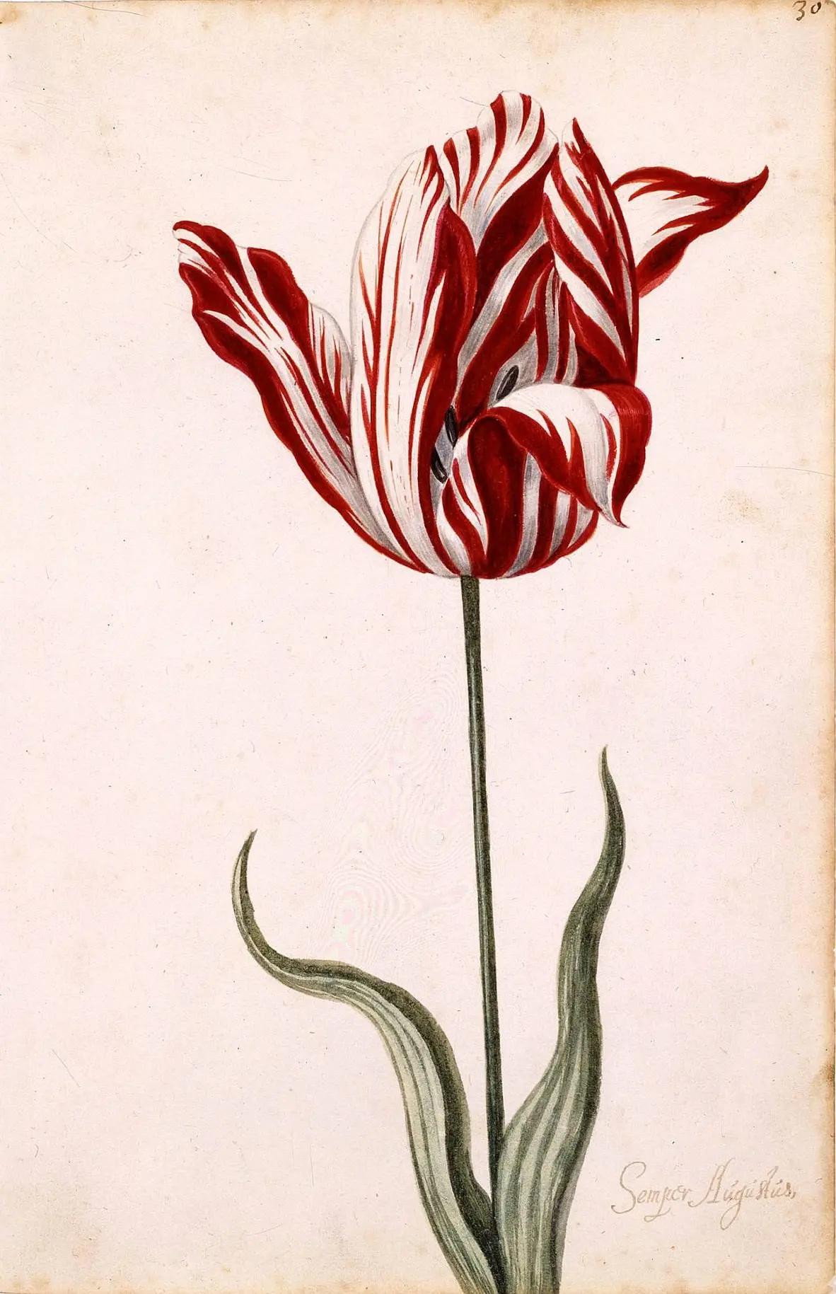 flor nacional de holanda - Cómo llegó el tulipán a Holanda