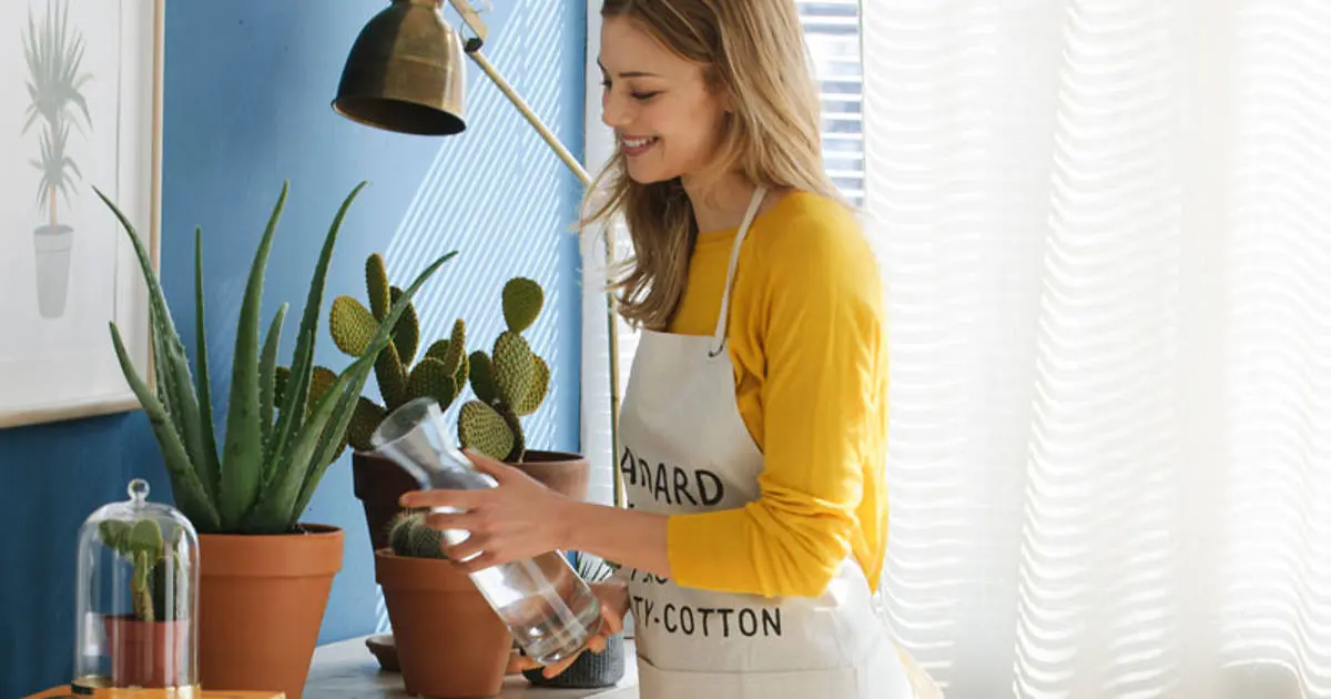 como cuidar las flores de interior - Cómo mantener las plantas verdes y sanas