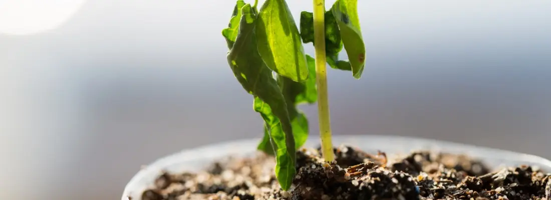 como cuidar las flores de interior - Cómo revivir una planta de interior