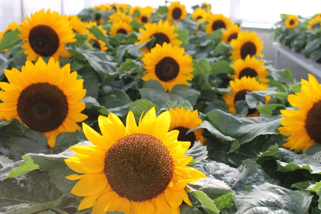 variedades de girasol para flor de corte - Cómo saber qué tipo de girasol tengo