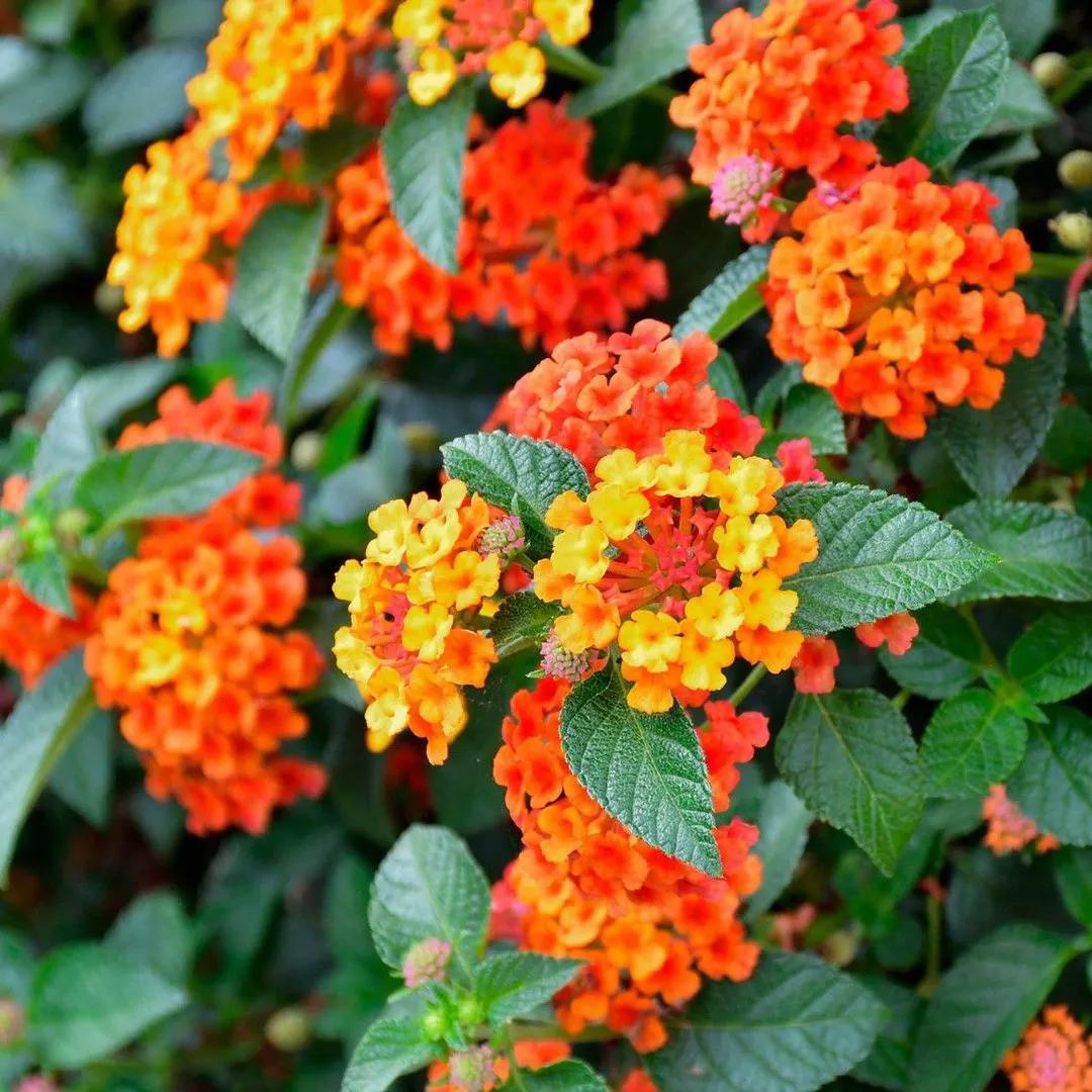 flor parecida a la azalea - Cómo se cuida la lantana