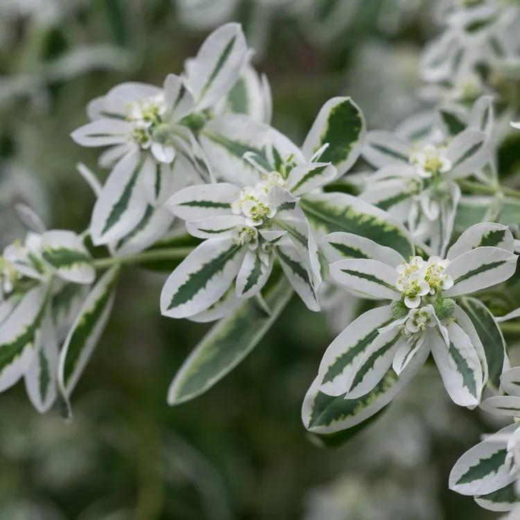 flor velo de novia - Cómo se cuida la planta Velo de novia