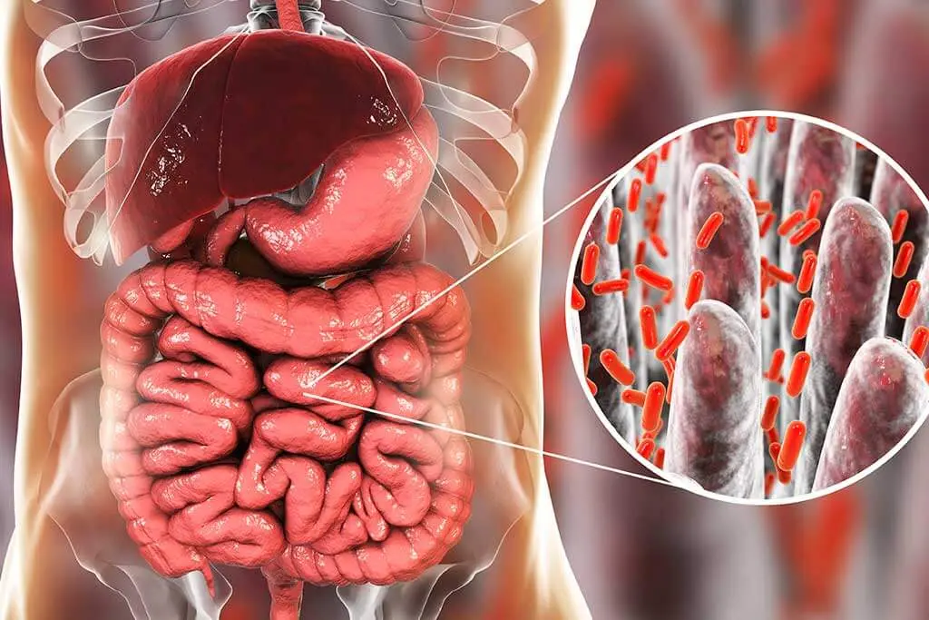 como esta formada la flora intestinal - Cómo se genera la flora intestinal