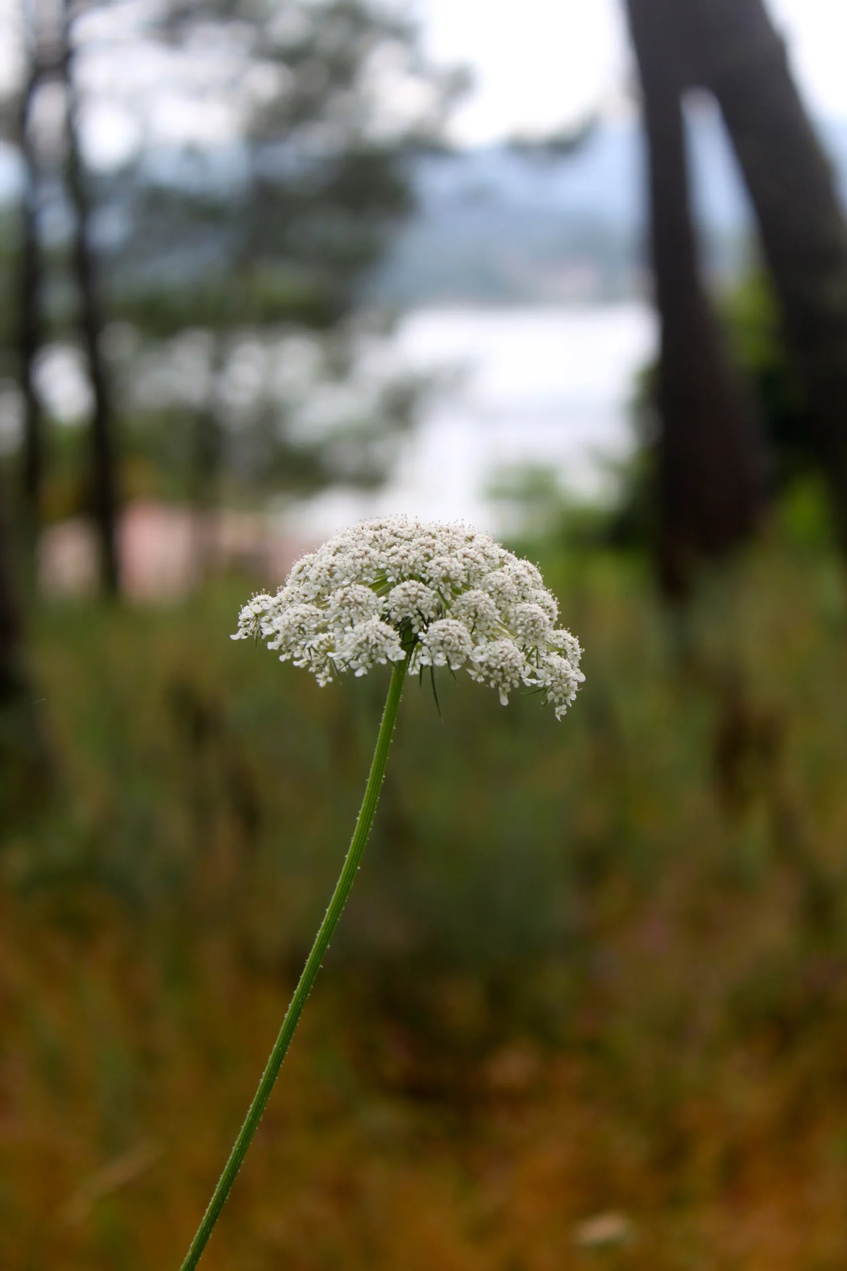 flor de zanahoria silvestre - Cómo se le llama a la zanahoria silvestre