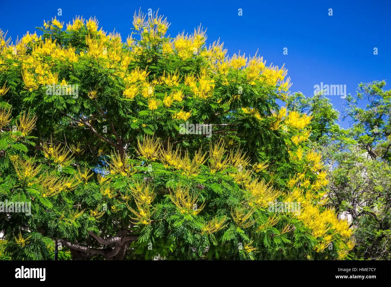 arbol con chauchas y flores amarillas - Cómo se llama el árbol que bota flores amarillas