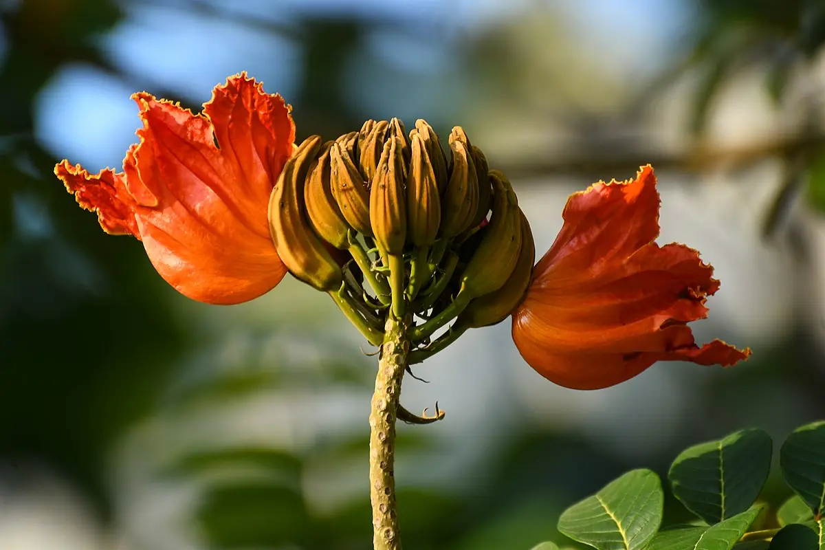 arbol con flores naranjas - Cómo se llama el árbol que da flores naranjas