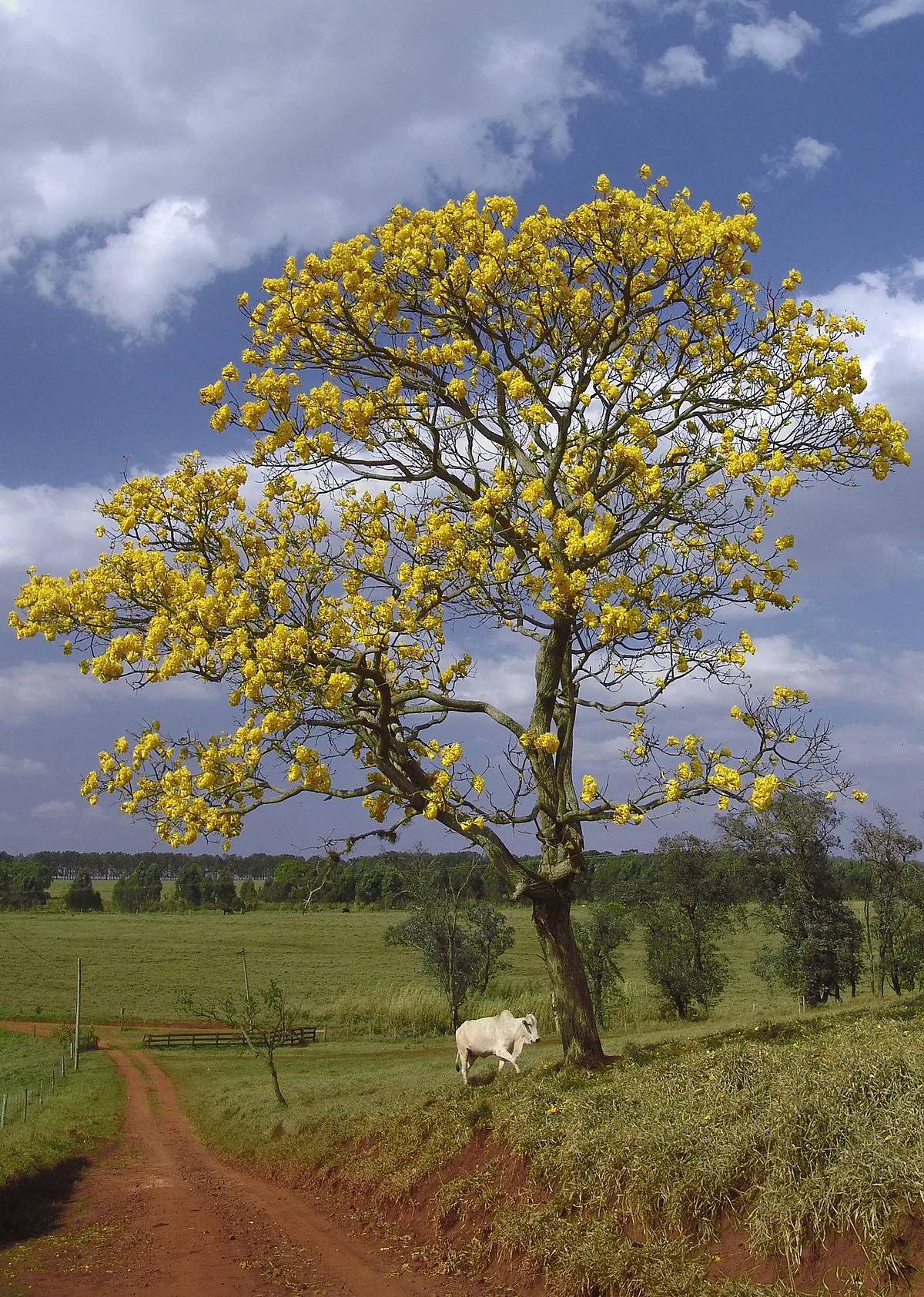 arboles con flores amarillas - Cómo se llama el árbol que se parece al Araguaney