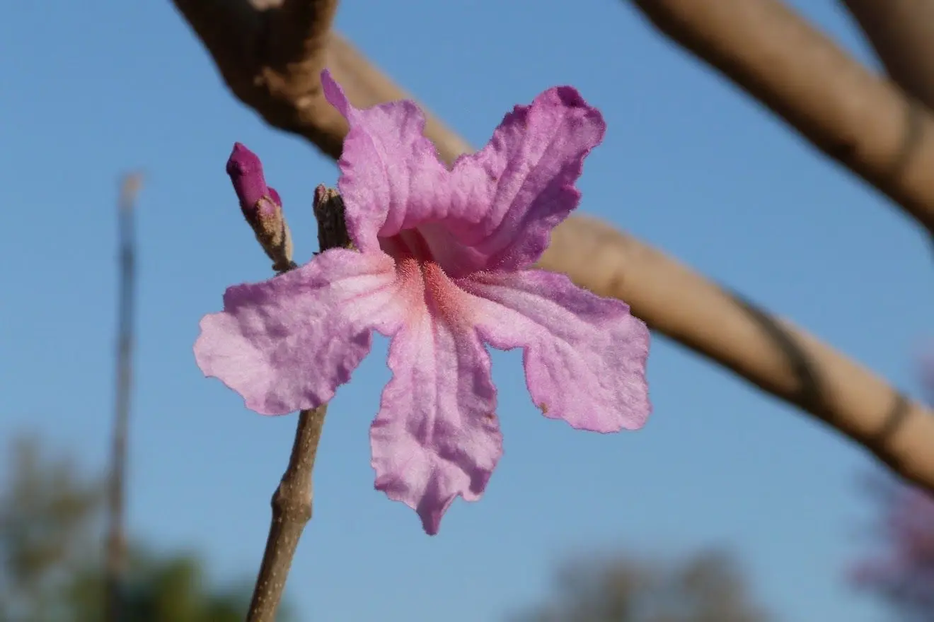 flor de lapacho rosado - Cómo se llama el lapacho rosado