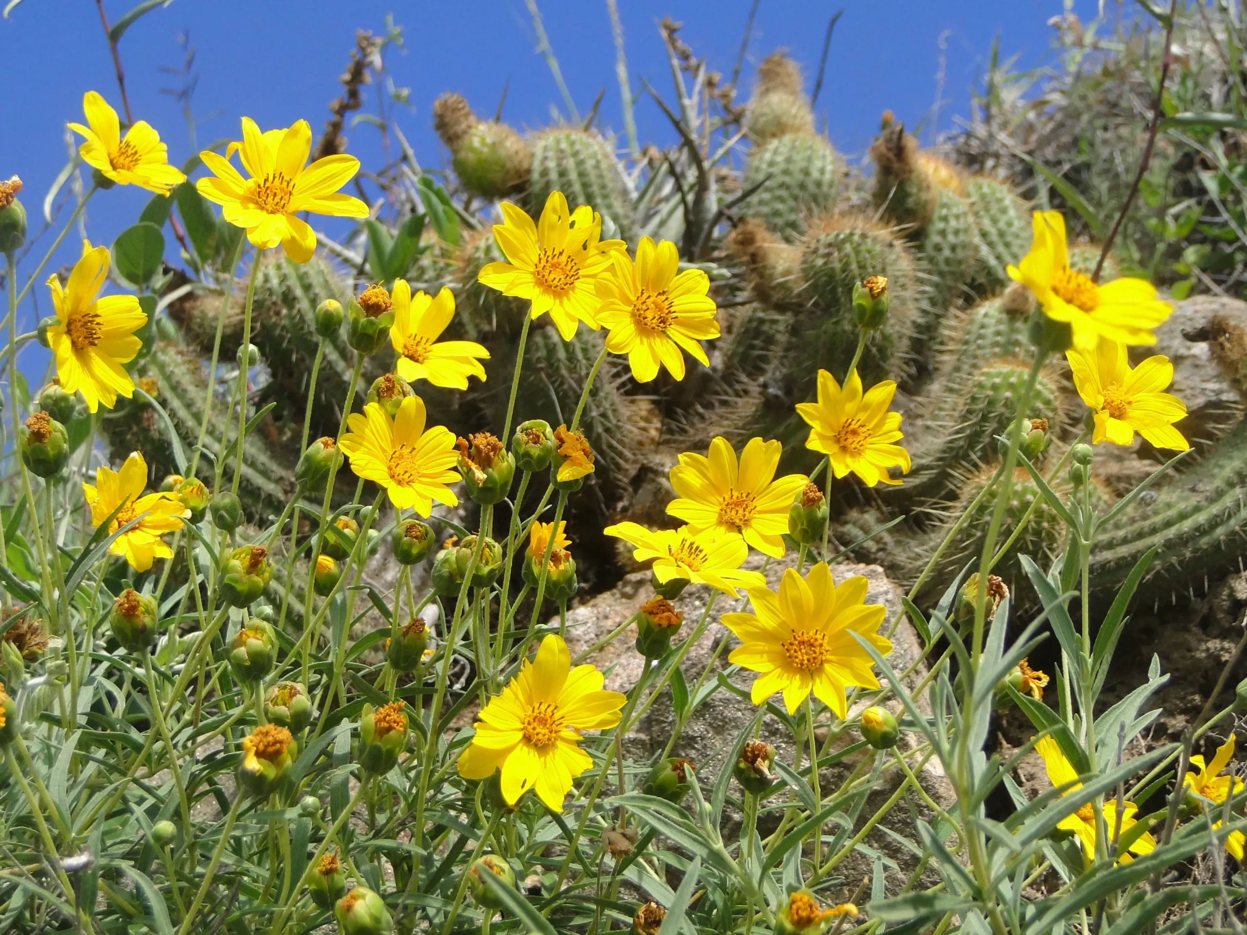 flores amarillas silvestres - Cómo se llama la flor amarilla de campo