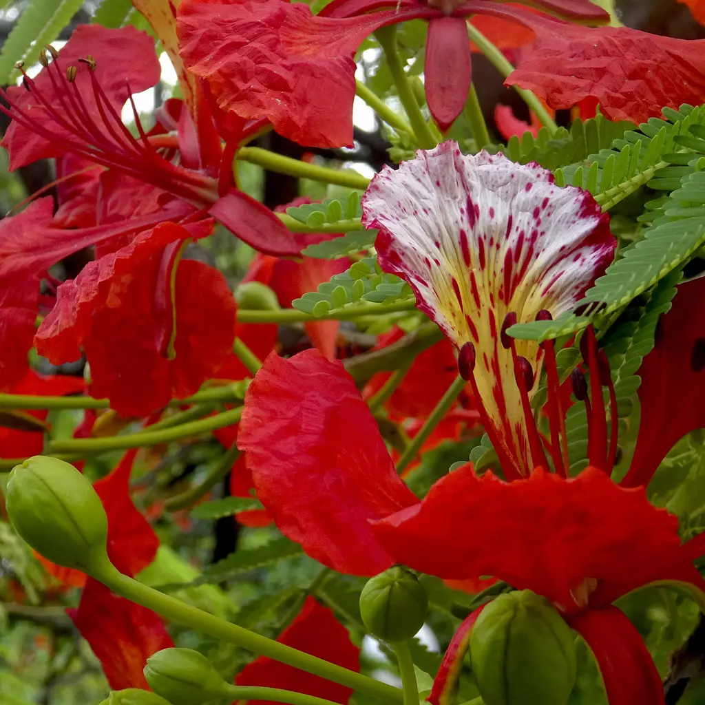 flor de flamboyant - Cómo se llama la flor del flamboyán
