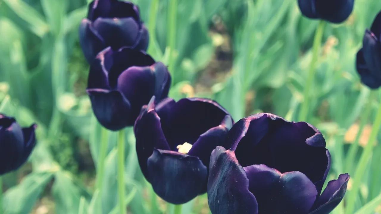 flores blanco y negro - Cómo se llama la flor que es negra