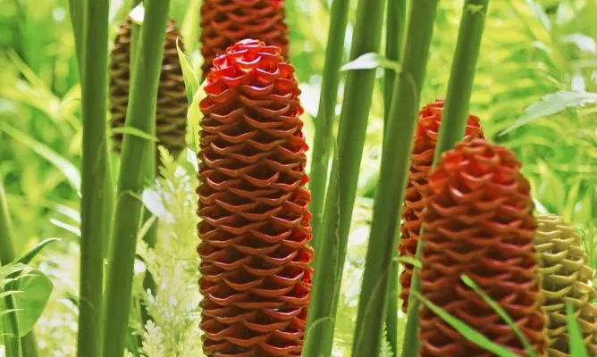 flor de colmena - Cómo se llama la flor que parece maraca