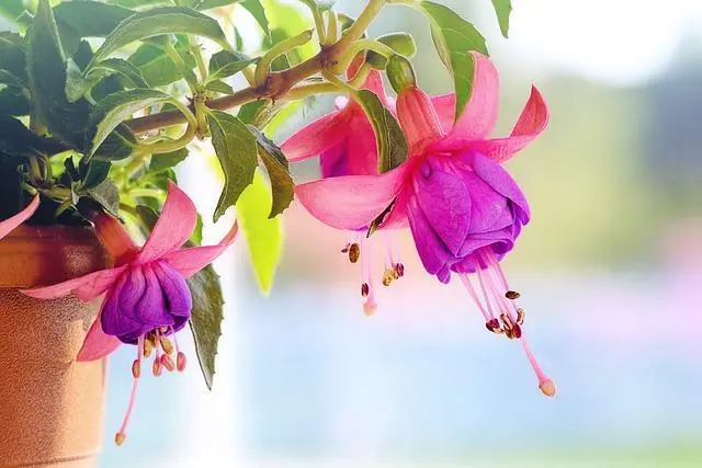 bailarina planta flor - Cómo se llama la flor que parece una bailarina