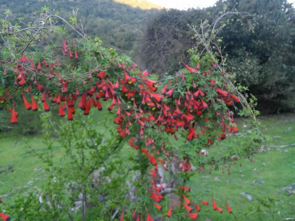 flores parecidas al copihue - Cómo se llama la flor que se parece al copihue