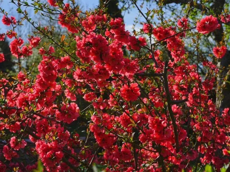 tipos de flores rojas y sus nombres - Cómo se llama la flor roja grande