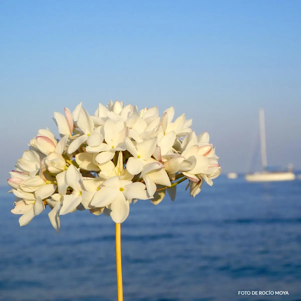 biznagas con flor - Cómo se llama la flor típica de Málaga