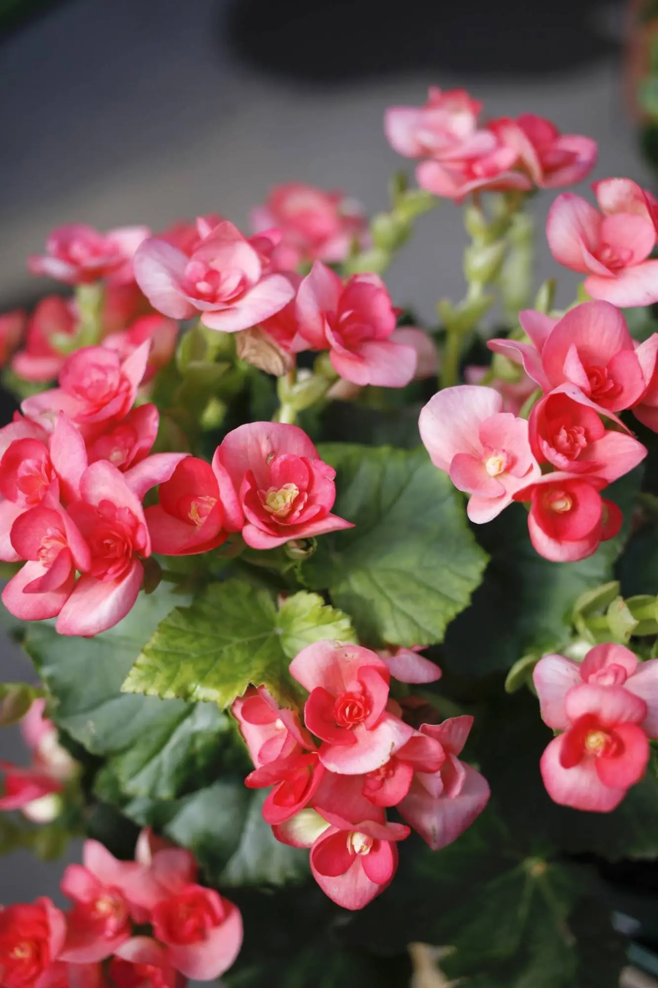 planta de interior con flores rosas - Cómo se llama la planta con flores rosadas
