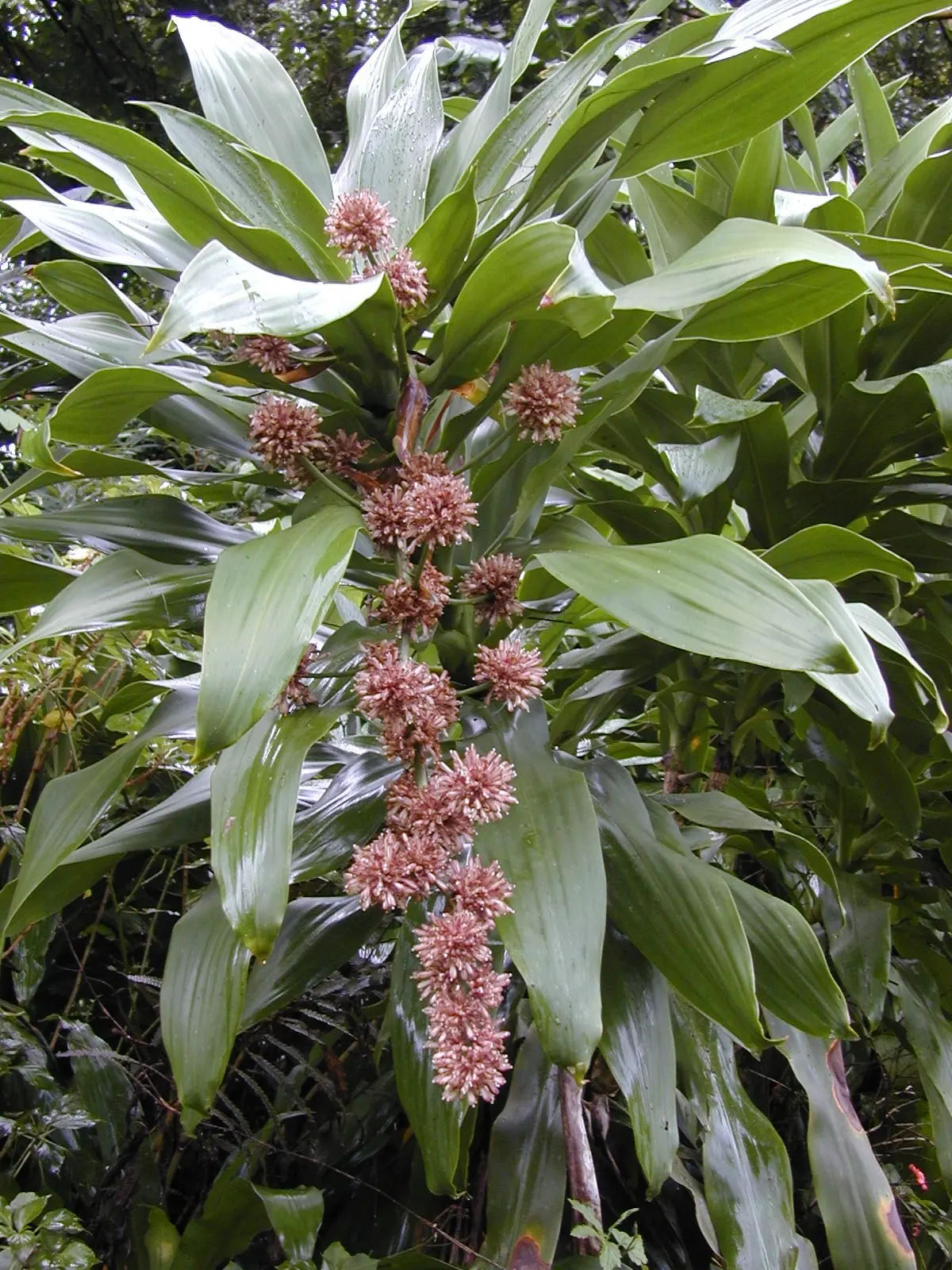 nombres de flores de brasil - Cómo se llama la planta parecida al palo de Brasil