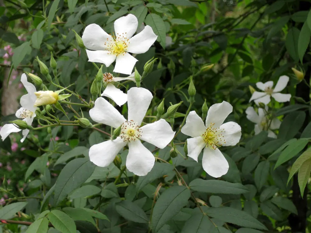 rosa mosqueta flor blanca - Cómo se llama la rosa blanca