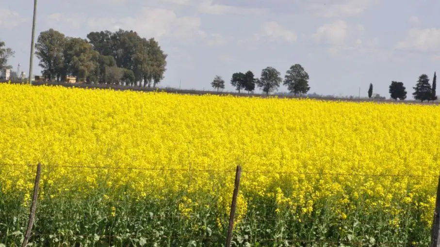 aceite de flor amarilla - Cómo se llama también el aceite de colza