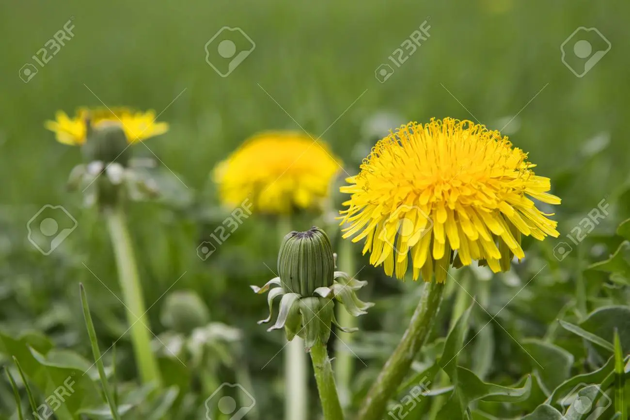 flores amarillas que crecen en el pasto - Cómo se llaman las flores amarillas que crecen en el pasto