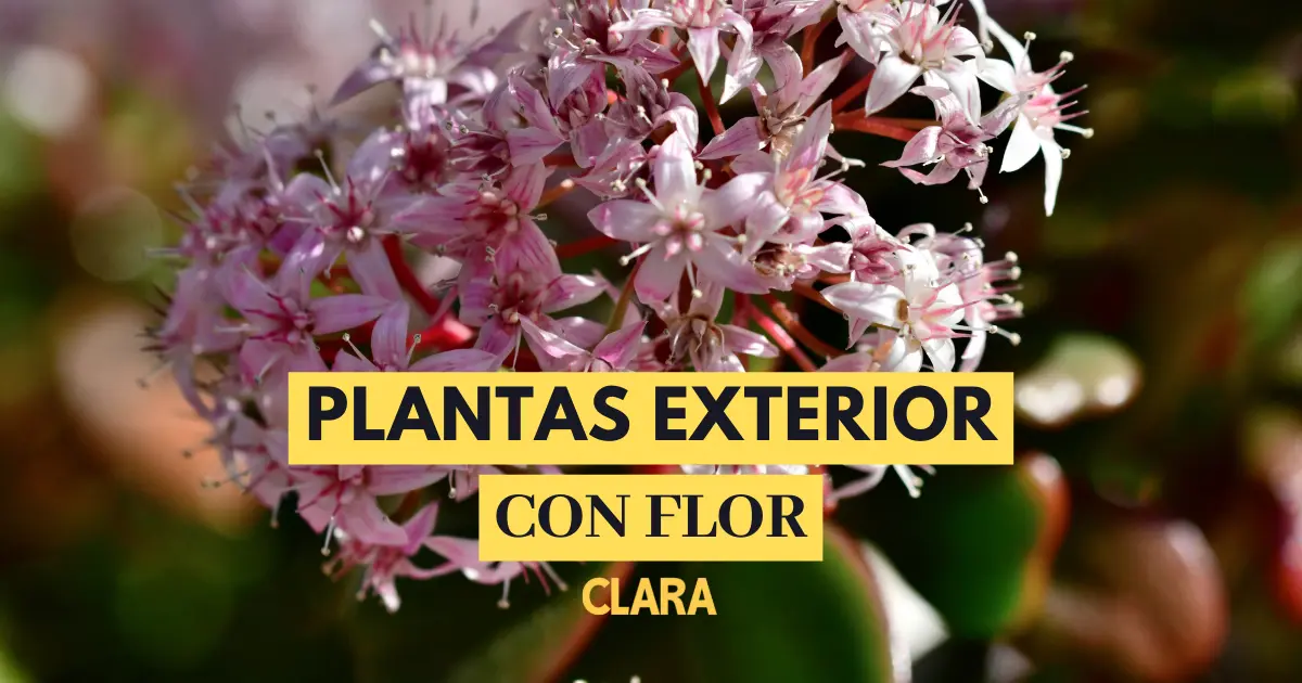 flores de sol que florecen todo el año - Cómo se llaman las flores que florecen todo el año