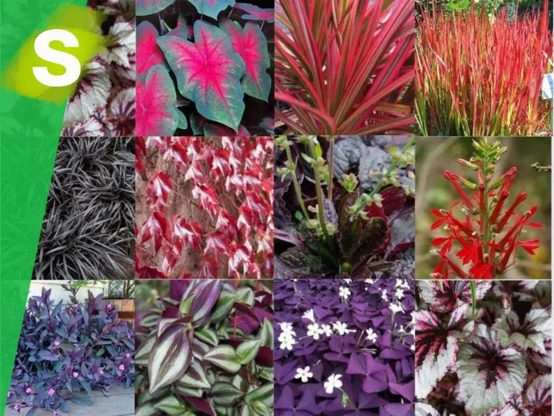 plantas con flores rojas - Cómo se llaman las plantas que tienen las hojas rojas