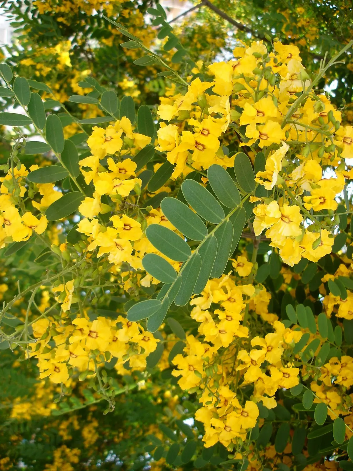 arbol de flores amarillas nombre - Cómo se llaman los árboles amarillos