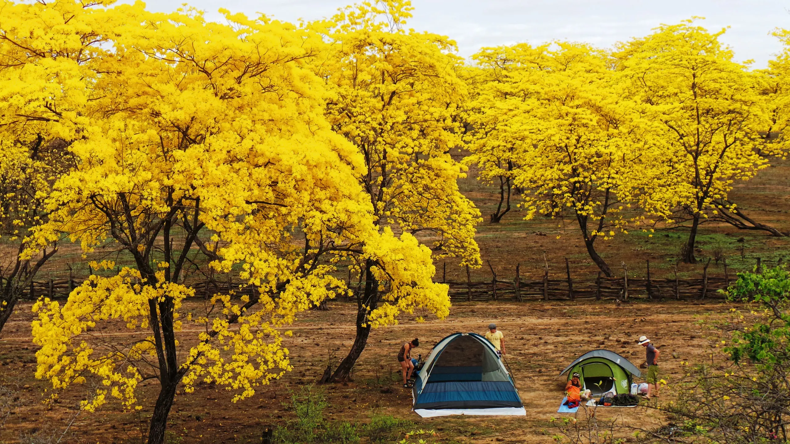 arboles con flores amarillas - Cómo se llaman los árboles amarillos