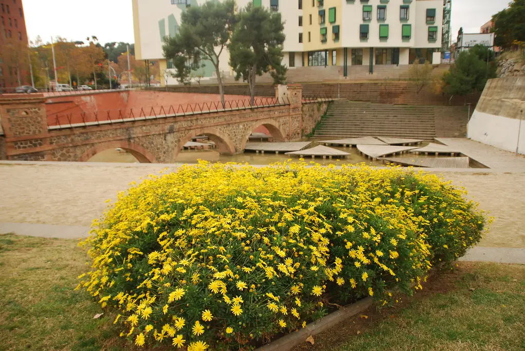 arbusto con flores amarillas - Cómo se llaman los árboles que dan flores amarillas