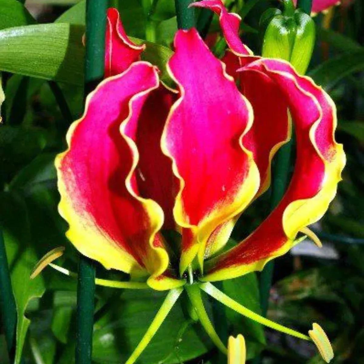 flor de gloriosa - Cómo se planta la gloriosa