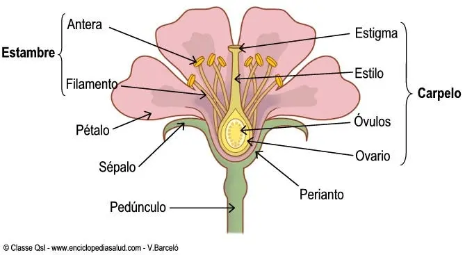 la fecundacion de la flor - Cómo se realiza el proceso de la fecundación