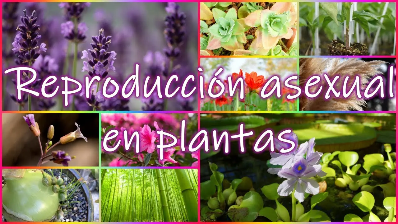 flores con reproduccion asexual - Cómo se reproducen las plantas Axesualmente