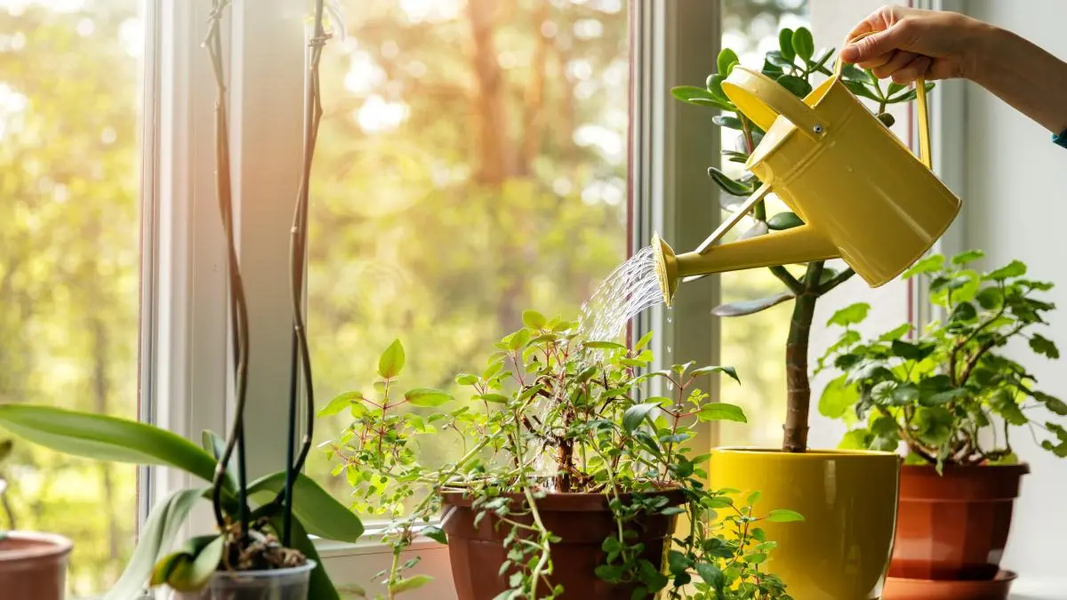 como cuidar las plantas con flores - Cómo se riega las plantas de flores