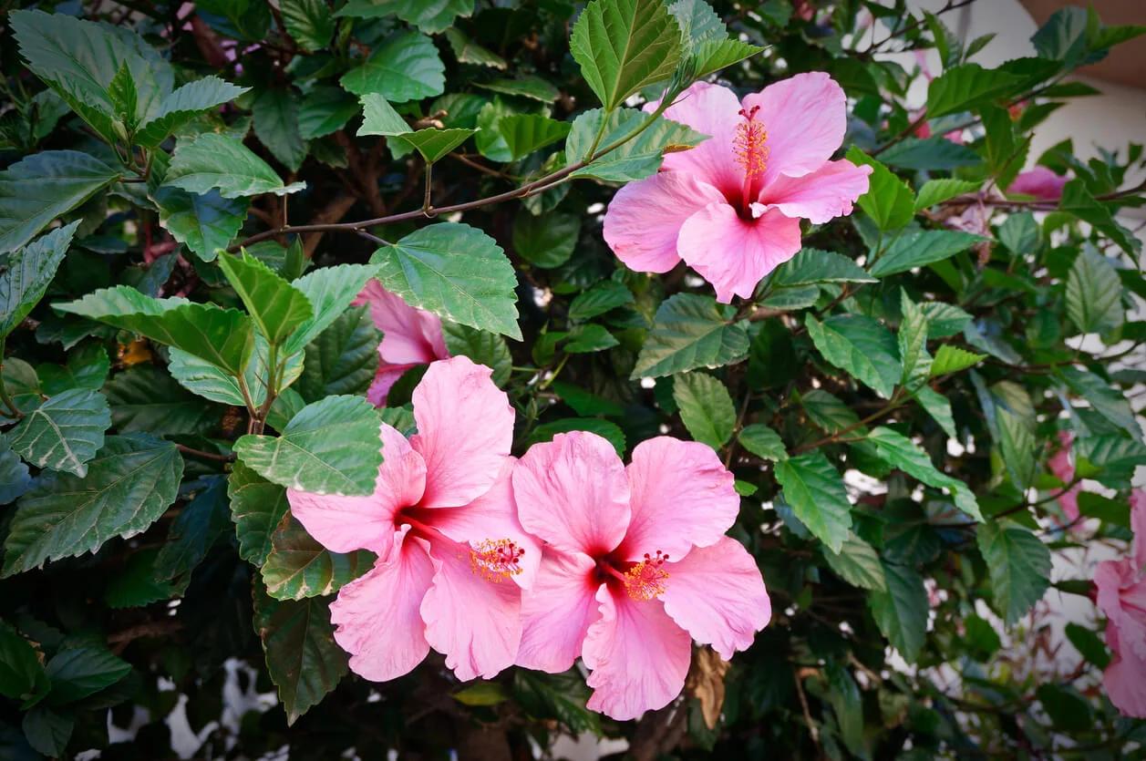 cayena flor - Cómo se utiliza la flor de cayena