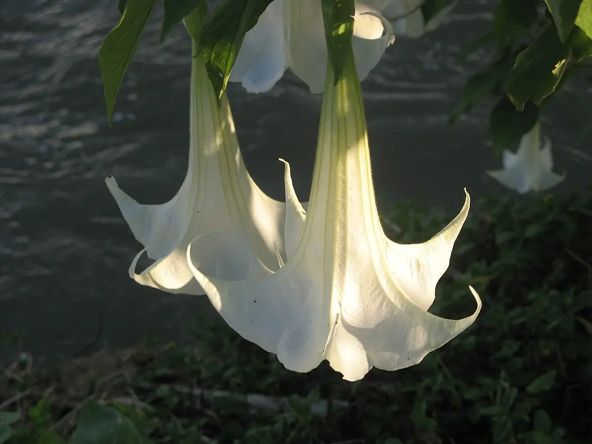 flores en forma de campana - Cómo son las flores campanas