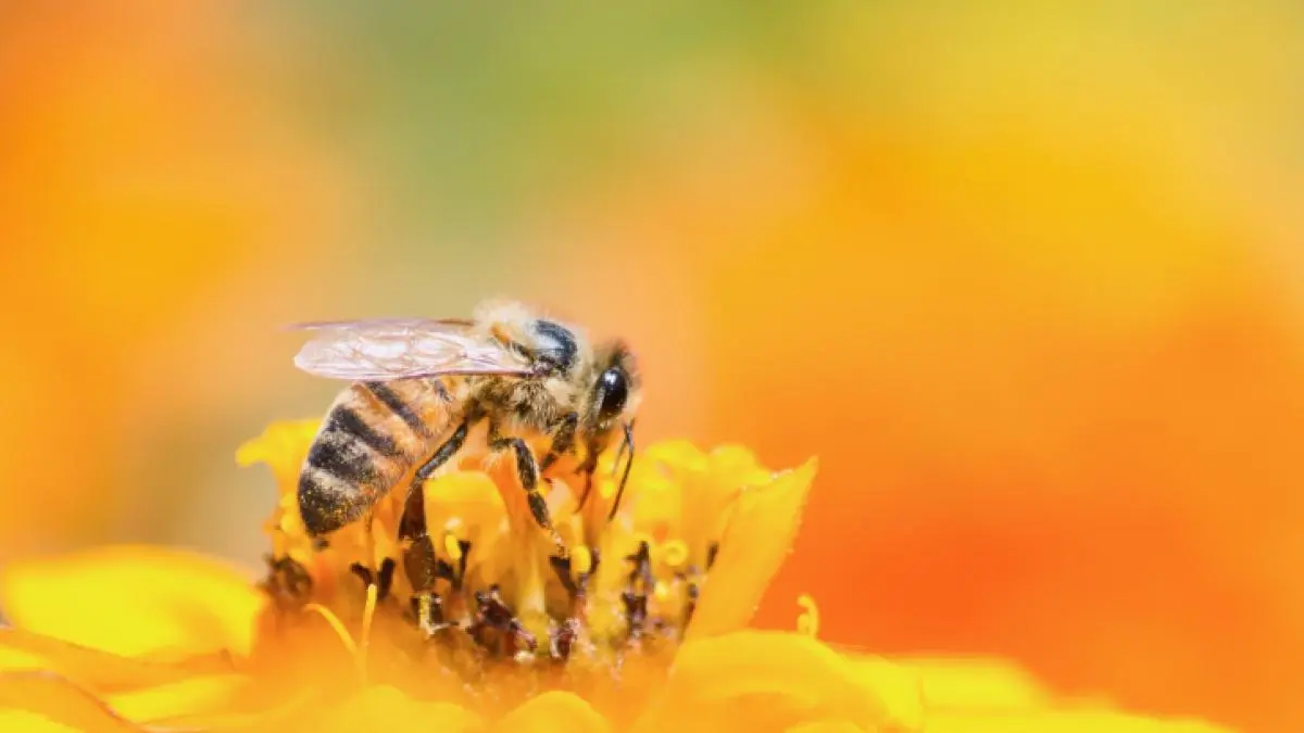 polen de flores como se toma - Cómo tomar el polen y para qué sirve