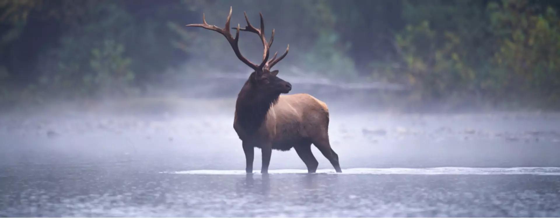 flora y fauna de canada - Cuál es el animal más representativo de Canadá